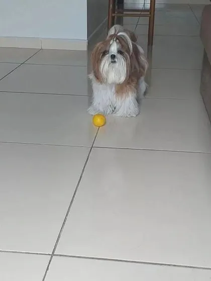 Ready to play. A good haircut doesn't just look nice, it allows your dog to move and play freely without overgrown fur getting in the way.