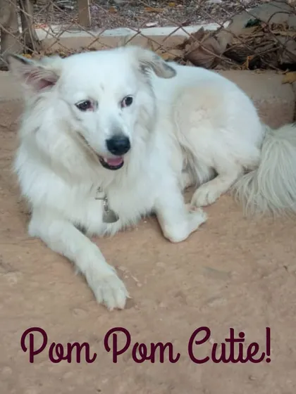 This fluffy "Pom Pom Cutie" is enjoying a relaxing day with us. We provide a calm and safe environment for dogs of all sizes and energy levels.