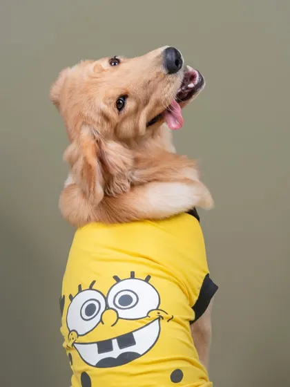 This golden retriever is bringing the fun with a bright yellow Spongebob shirt. His happy expression is infectious!