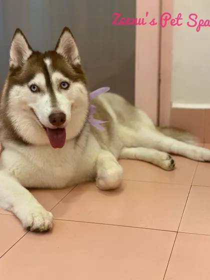Gucci the Husky is relaxing after her spa day. Notice her clean, brushed coat and the cute bow, proving big dogs can be fancy too.