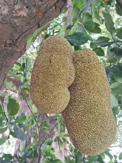 Two jackfruits growing together. It's important to manage the number of fruits to ensure the tree can support them.