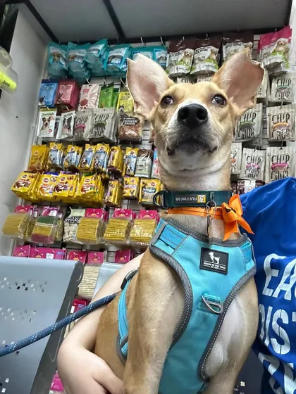 Meet Maria, a 1 year old indie girl with the most adorable ears. She is spayed, vaccinated, and has an infectious charm that will win you over instantly.
