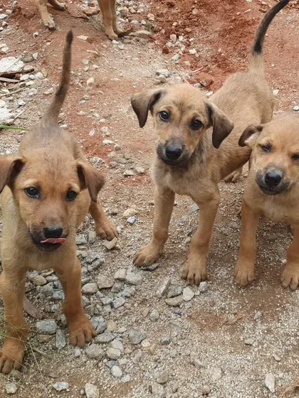 These healthy, curious puppies are the result of good community care and proper early nutrition. We are weaning them with a high-quality starter diet and par-boiled chicken to ensure they grow strong before finding their forever homes.