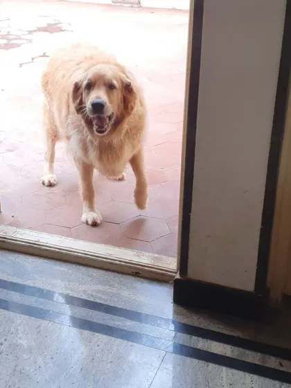 A senior Golden Retriever coming inside after a bit of sun. The easy access between indoors and outdoors is great for older dogs.