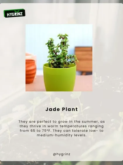 The Jade Plant is another excellent succulent for summer. It thrives in warm temperatures and can tolerate a wide range of humidity levels.