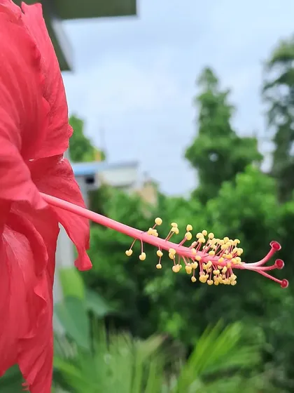 A red hibiscus with a green, natural background.