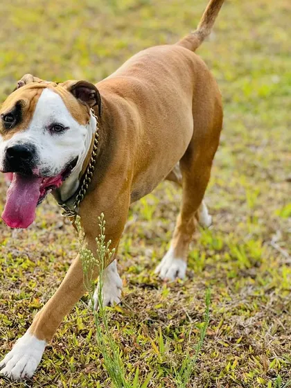 This energetic bulldog is on the move, exploring every corner of our 2-acre playground.