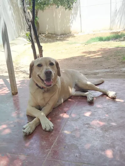 This Labrador wishes you a good morning with his paws crossed, perfectly relaxed in a sunny spot.