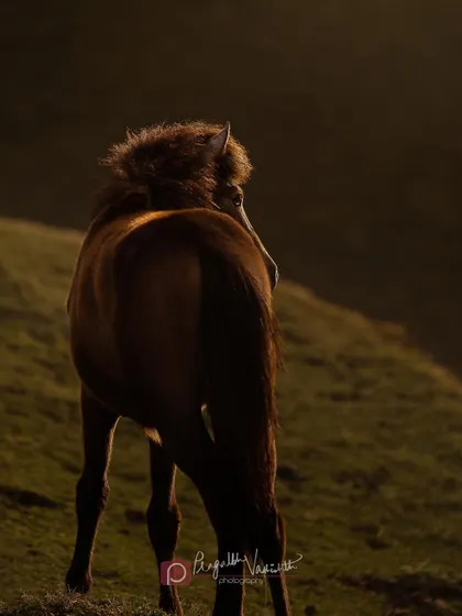 A Himalayan mule caught in the golden hour light. The backlighting creates a beautiful halo effect on its mane.