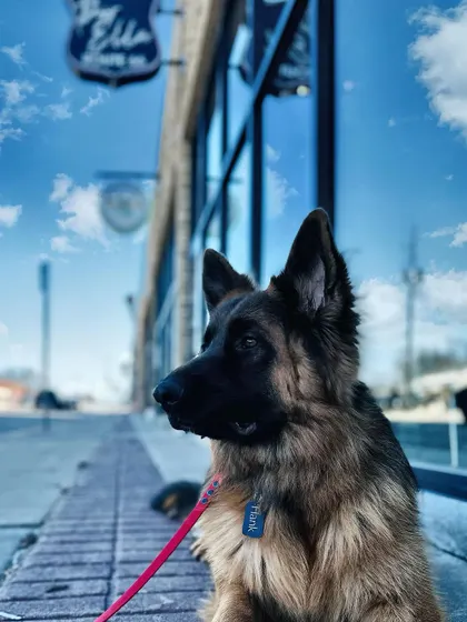 A duplicate image of Hank the Tank, a German Shepherd who overcame leash reactivity.