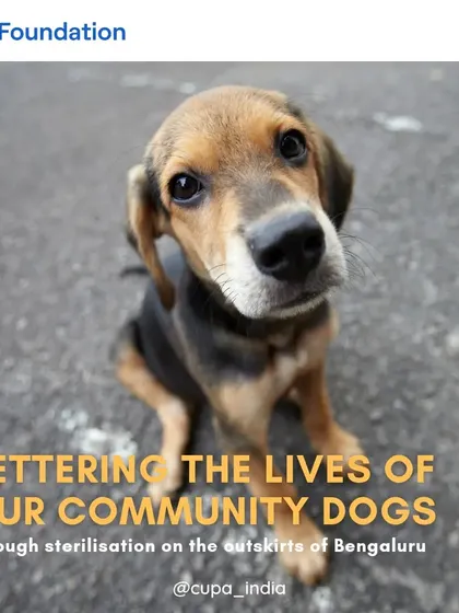 Through our sterilization program on the outskirts of Bengaluru, supported by HCL Foundation, we are directly bettering the lives of our community dogs, one surgery at a time.