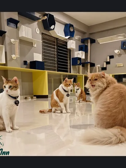 A group of cats enjoying the spacious and enriching environment. The layout is designed to allow for both social interaction and personal space.