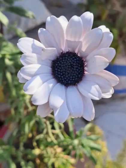 A final, beautiful shot of the Dimorphotheca.