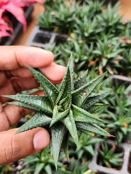 The Haworthiopsis succulent has a beautiful rosette shape and rough texture. It's a small, slow-growing plant that is perfect for small pots and arrangements.