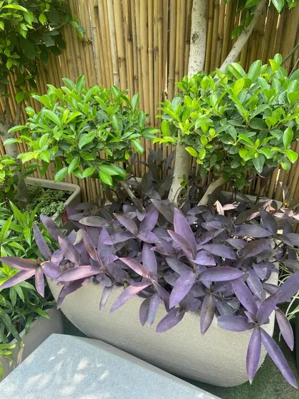 A close-up of a planter combining a ficus bonsai with the deep purple foliage of a Tradescantia plant, creating a beautiful color and texture contrast.