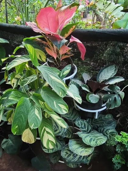 We always recommend opting for fuller, bushier plants like these Calatheas and Aglaonemas. Remember to let them dry out a bit before watering again.