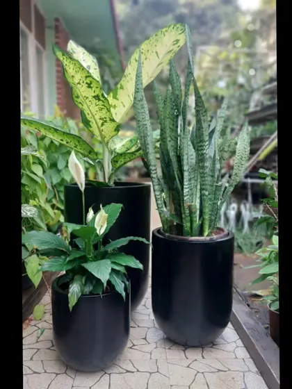 We love creating harmonious plant groupings. Here, a Peace Lily, Snake Plant, and Dieffenbachia are paired in sleek black planters, showcasing how different textures and forms can work together to create a cohesive and stylish look.