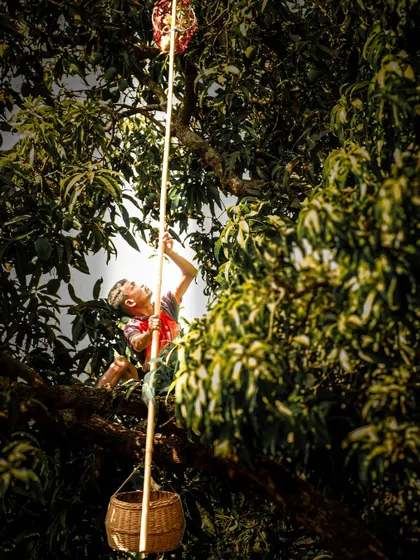 A dramatic shot of a young boy climbing a tree to harvest mangoes, representing the passing down of traditions through generations.
