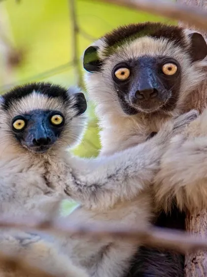 A pair of Verreaux's sifaka lemurs in Madagascar, with their wide, bright eyes, seem to be winning an Olympic staring contest. In lemur society, the females, or "princesses," are in charge.