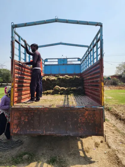 A truck being loaded with our premium turf. We ensure every delivery is packed to maintain freshness.