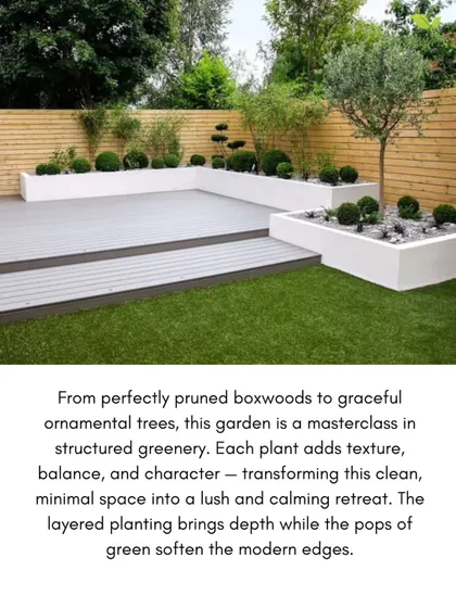 An example of structured, minimalist planting. This garden uses perfectly pruned boxwoods and ornamental trees in raised planters to create a clean, modern aesthetic with soft green touches.