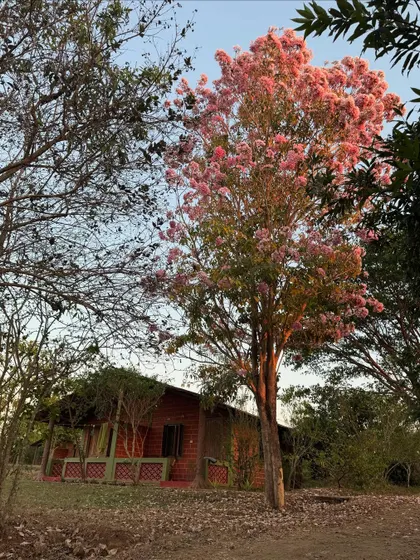 Captions for these will follow the same descriptive and serene tone, focusing on the specific flower, tree, or natural scene depicted and its connection to the ashram experience (e.g., "The Pink Trumpet tree in full bloom, a sign of spring at the ashram," "A lotus flower opens in the morning, just in time for meditation," "The sun's light filtering through the leaves, a reminder of the light within.").
