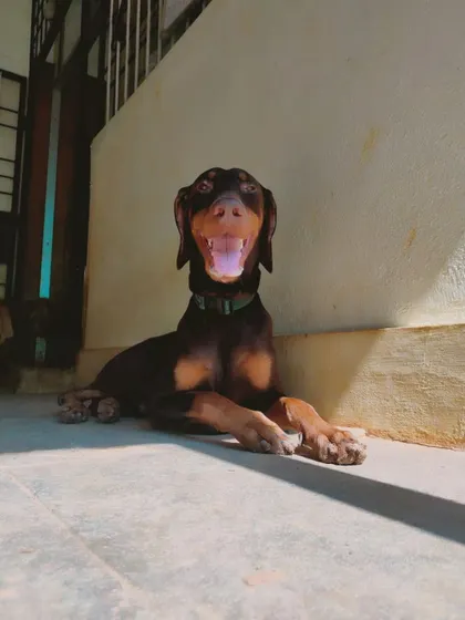 This Doberman puppy's joyful expression is contagious. It's a joy to provide a safe space for them to play.