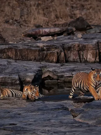 Three of P151's cubs resting by a waterhole in Panna, a rare and rewarding sight.