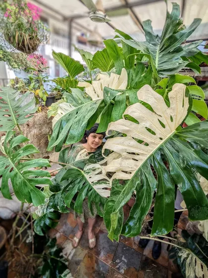 Spot Komal hiding behind this stunning, massive Variegated Monstera from her personal collection. We sometimes part with our own treasures for a very special client and a project we truly believe in.