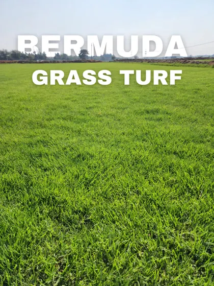 A wide, lush field of our premium Bermuda grass turf, ready for your landscaping projects.