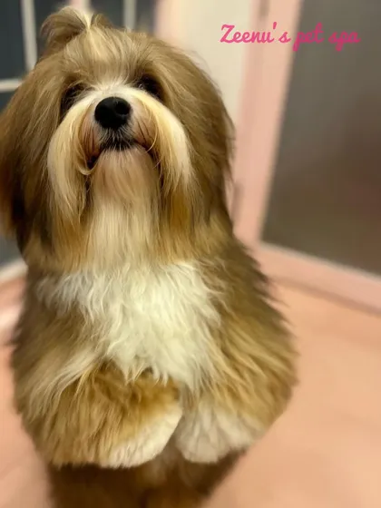 A proud pose from this beautifully groomed Havanese. Her long, silky coat has been brushed to a soft, flowing finish.