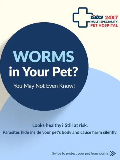 Did you know parasites can hide inside a healthy-looking pet? This infographic explains the silent harm intestinal worms can cause. Regular deworming is a simple and effective preventive measure.