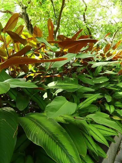 The rich texture of a mixed foliage border, combining the broad leaves of Calathea with other green plants for a layered effect.