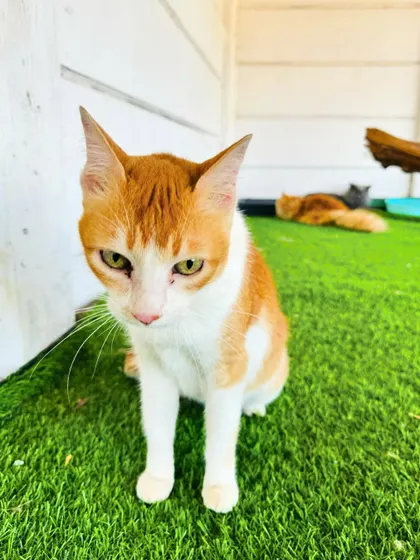 Another happy guest in our cattery. The artificial grass is soft on their paws and provides a clean surface for them to relax and play on.