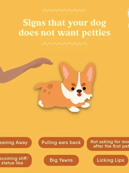 Not every dog likes to be petted all the time. This infographic shows the subtle signs of discomfort, like leaning away, yawning, or lip licking. Learning your dog's language is key to respecting their boundaries.