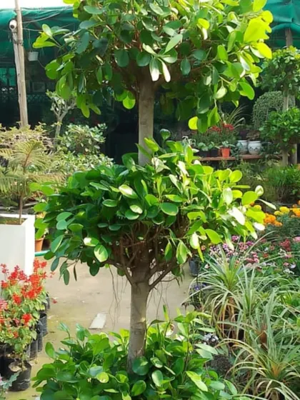 A beautiful two-tiered Ficus topiary surrounded by colorful flowering plants at our nursery. We have a huge variety of big and bushy plants for all your gardening needs.