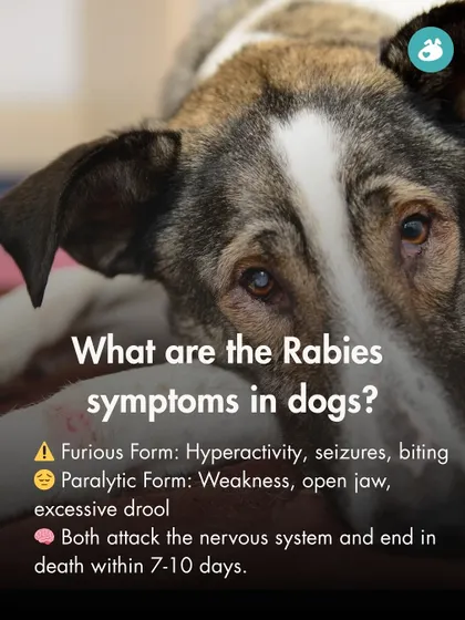 Recognizing the symptoms of rabies is crucial. This infographic details the signs of both the furious and paralytic forms of the disease, which attack the nervous system and are fatal within 7-10 days.