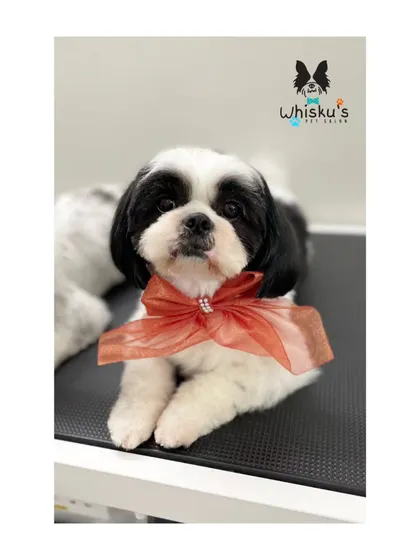 A close-up of Zoe, the mother Shih Tzu, looking elegant with her red bow.