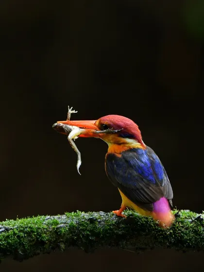 Another frame from the ODKF feeding sequence, showing the struggle with its meal. Documenting these raw, natural moments is at the heart of wildlife photography.