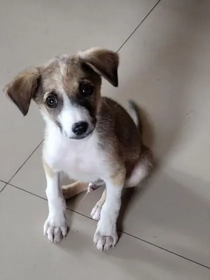 Mr. Peanut is looking for you. This sweet 2.5 month old male puppy is dewormed and ready for his new life. Contact us for adoption.