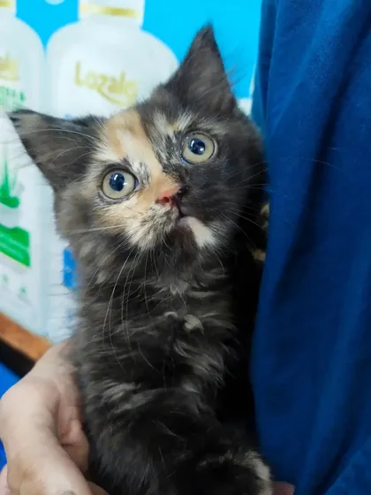 This little one is peeking out, feeling secure while being held close. Building trust with a kitten is the foundation for a lifetime of positive vet experiences.