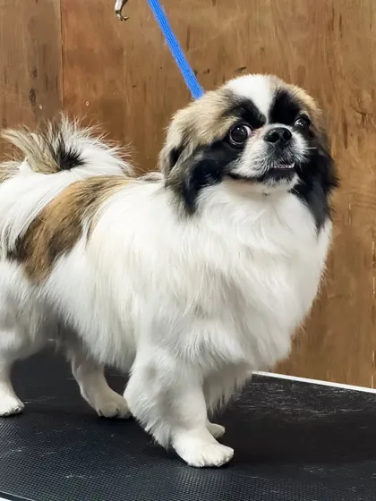 Another angle of the beautifully groomed Pekingese, showing off its flowing coat and proud posture.