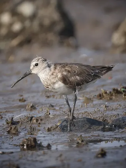 A Curlew Sandpiper foraging in the mudflats of an urban beach in Mumbai. This individual has an injured leg, a stark reminder of the challenges wildlife faces, yet it seemed to be surviving well.