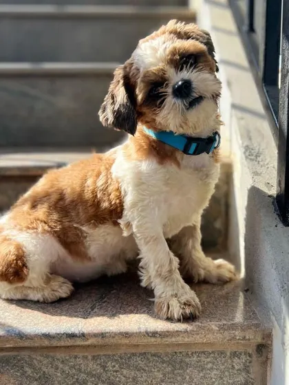 A portrait of the sweet 5-month-old Shih Tzu available for adoption. Her playful and friendly nature is clear to see. We provide all medical records to ensure a transparent adoption process.