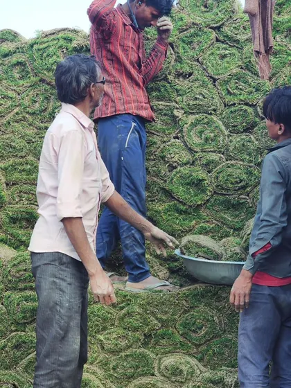 Our team loading a truck with Selection No.1 grass turf for a client in Udaipur.