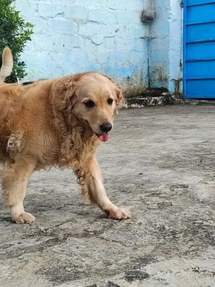 This old soul loves to just patrol the grounds at his own pace. Every pet finds their own rhythm here.