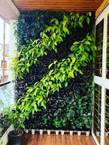 A completed vertical garden on a balcony, creating a dense wall of green. This living wall not only adds beauty and produces fresh air but also acts as a natural privacy screen from neighboring buildings.