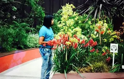 My journey in landscape gardening has taken me to beautiful places. Here I am admiring a display of Kangaroo Paw flowers, likely at an international flower show.