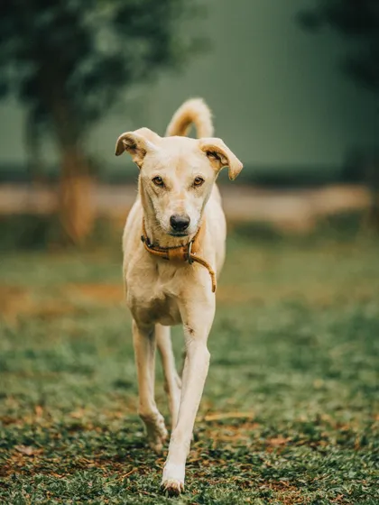 This is Jenny, a lovely Indie dog with an intense, intelligent gaze. We work on building confidence and basic obedience to help her feel secure and happy.