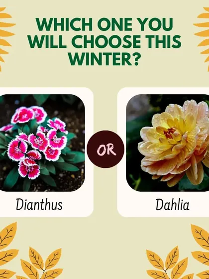 Which flower will you choose for this winter? Both Dianthus and Dahlia are awesome winter flowers that will beautifully decorate your garden and bring color to the colder months.